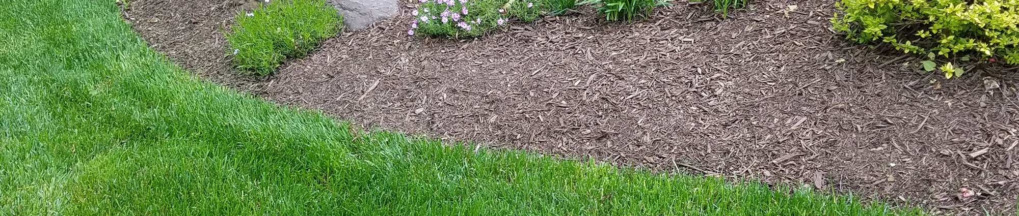 A close up of some grass and mulch