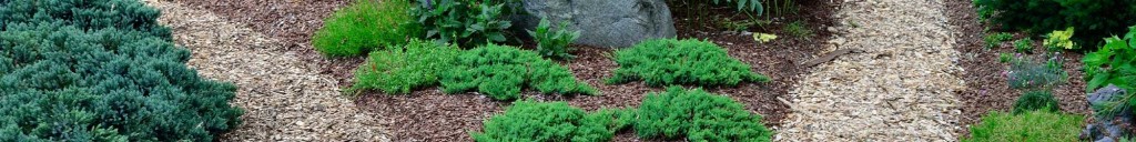 A close up of some plants in the ground