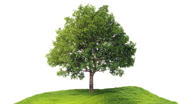 A tree is shown on the grass in this picture.