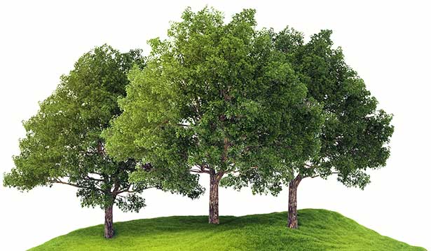 A group of trees on top of green grass.