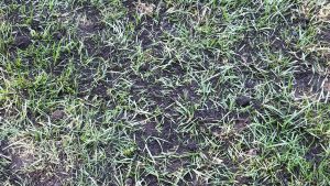 A close up of grass with brown patches on it